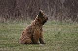 BRIARD 284